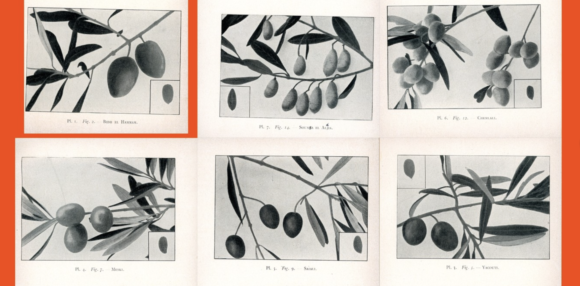 olives