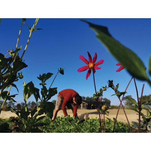 Lughan farming