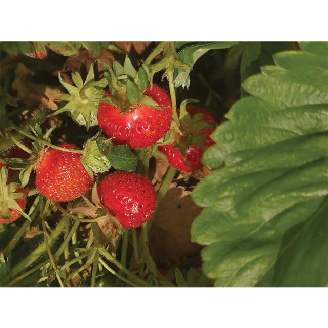 strawberry