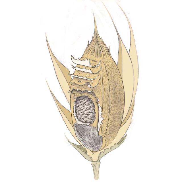 wheat ear