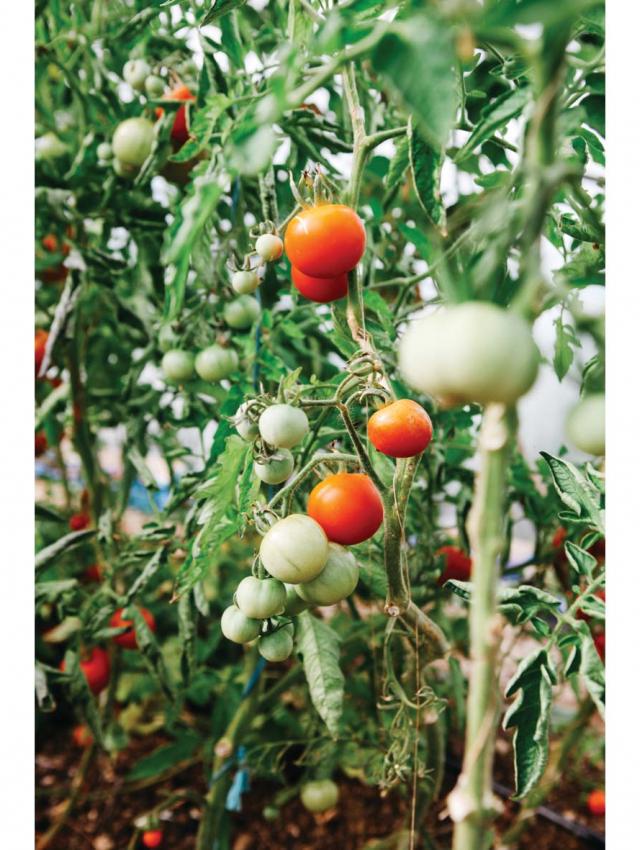 tomatoes in poly tunnel