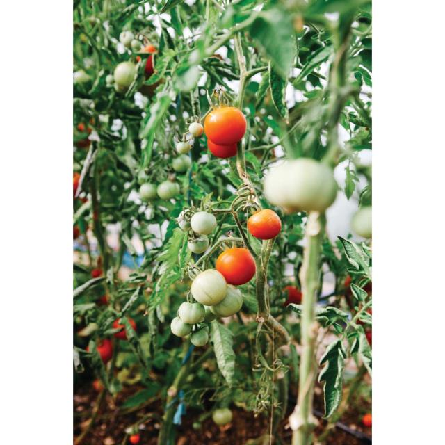 tomatoes in poly tunnel