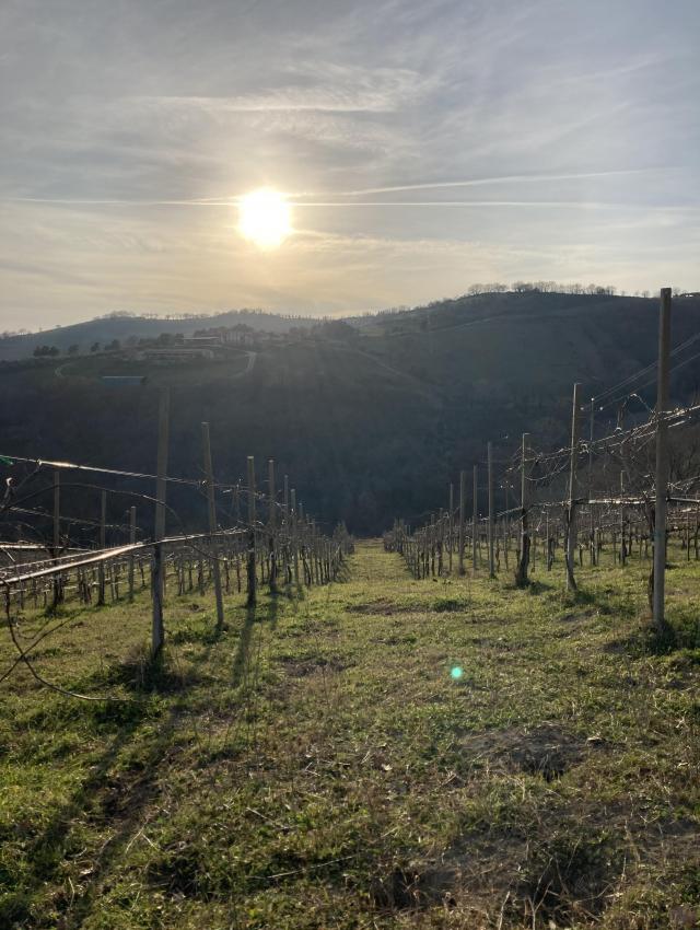Vini di Giovanni's vineyard