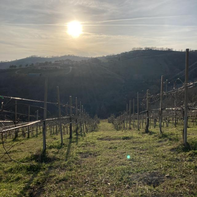 Vini di Giovanni's vineyard