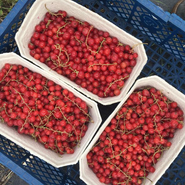 Red Currant